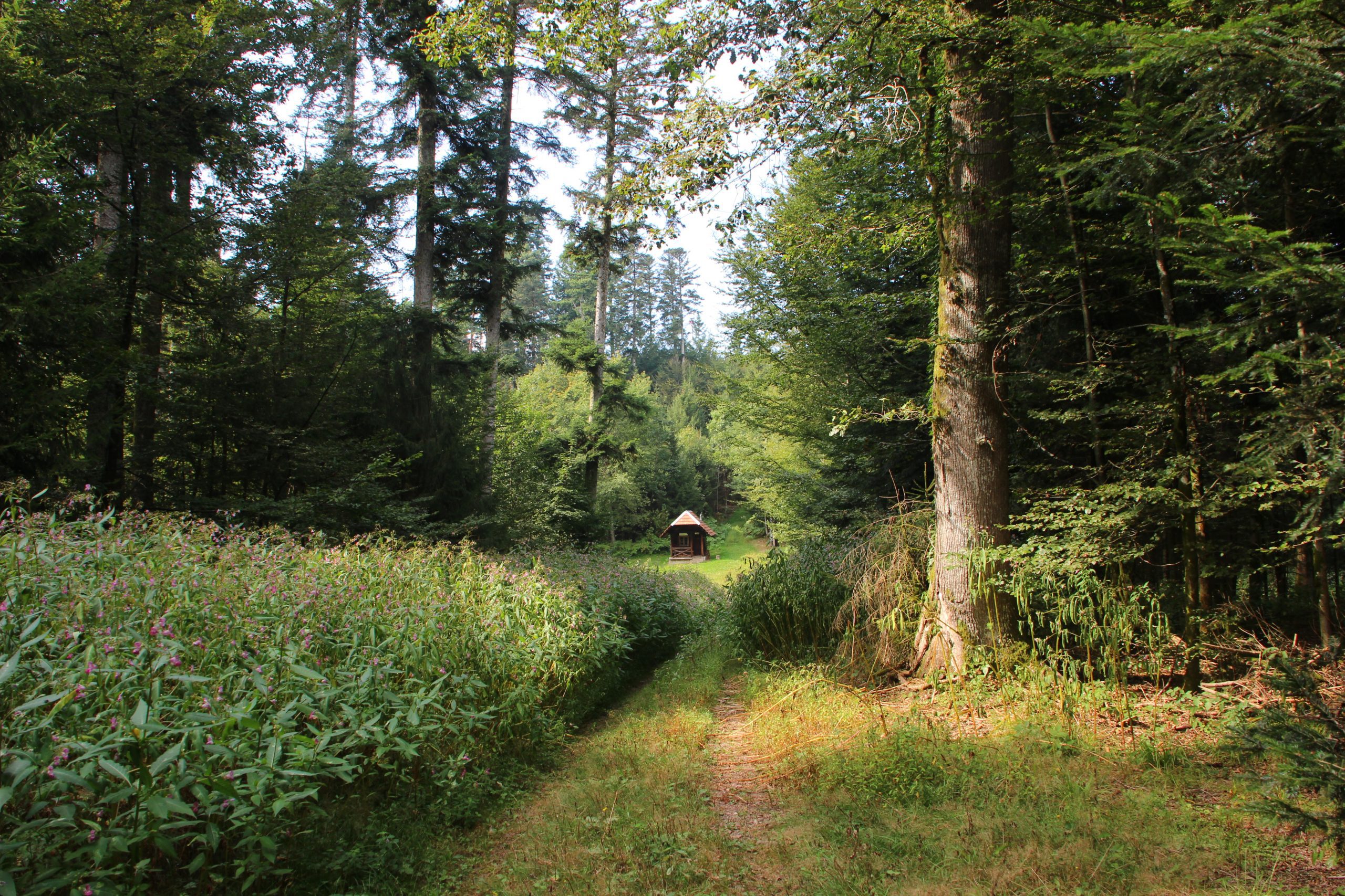Wanderungen im Schwarzwald - Hütte